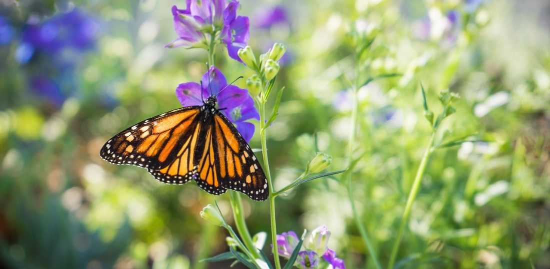 Imagen tipo pintura de una mariposa monarca, nombre científico Danaus plexippus iluminada por el sol mientras toma el nectar de una flor de hojas delgada color morada.